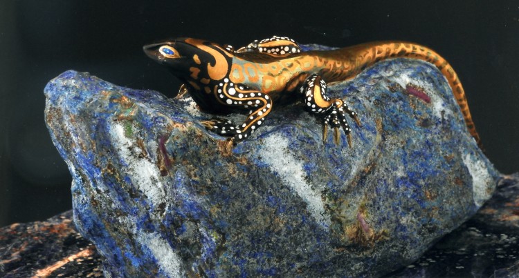 my lizard