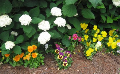 pansies and hydrangea