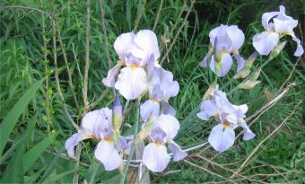 early iris