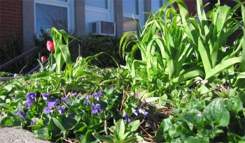 Tulips and violets