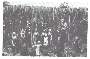 bert cooper's hop pickers