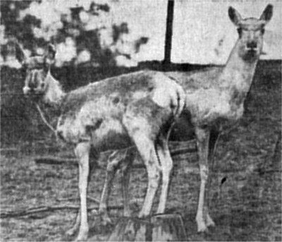 Three <i>Antelope</i>s